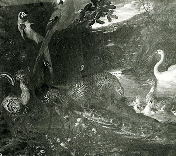 Oiseaux divers: perroquets, coq, cygne, canards, paon, faisans