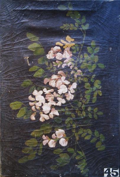 Fleurs d'acacias