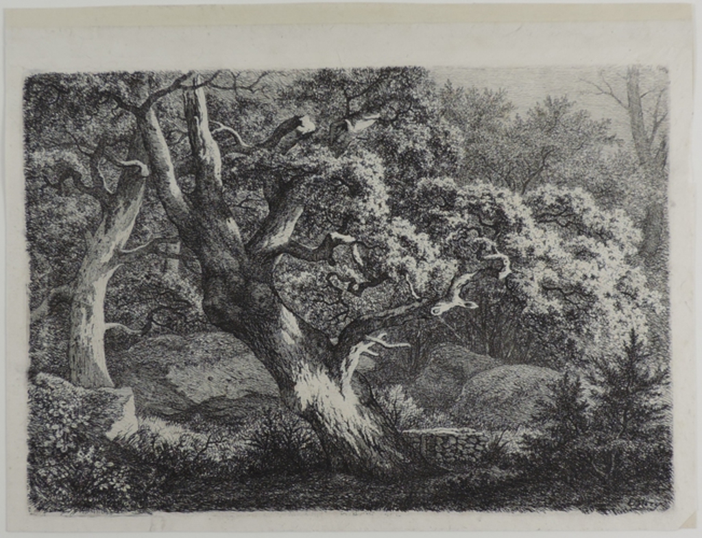 Le vieux chêne aux rochers du Bas-Bréau