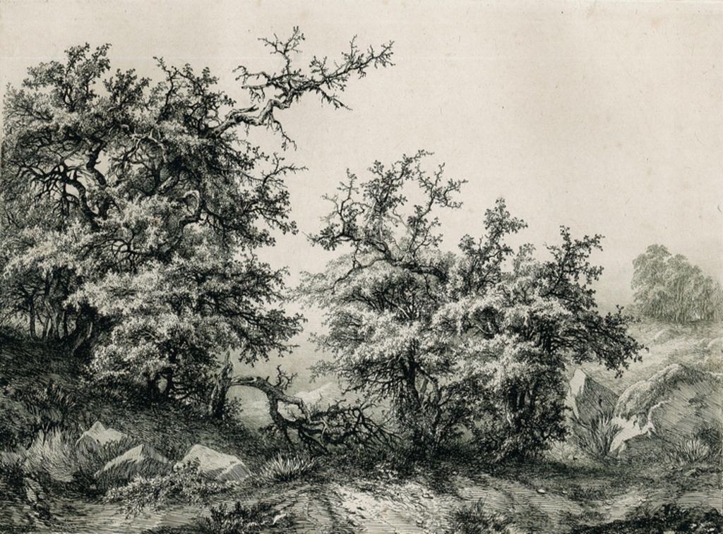 L'entrée de la forêt