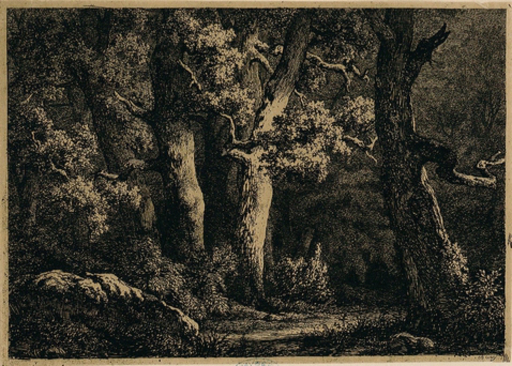 La petite forêt à Fontainebleau