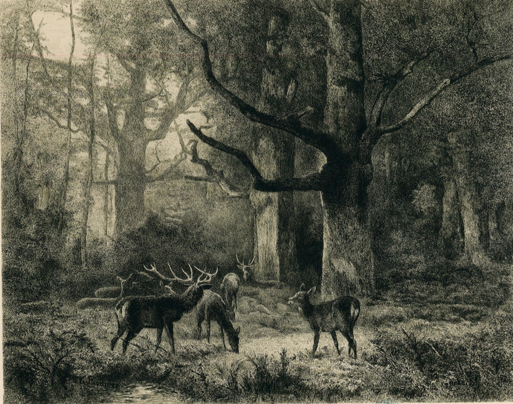 Forêt de Fontainebleau