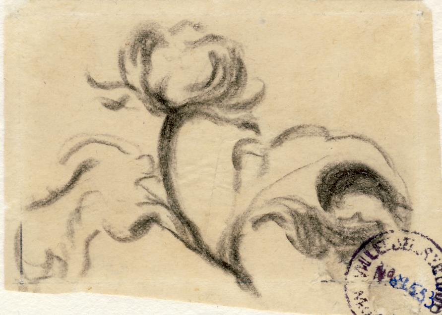 Etude de fleur