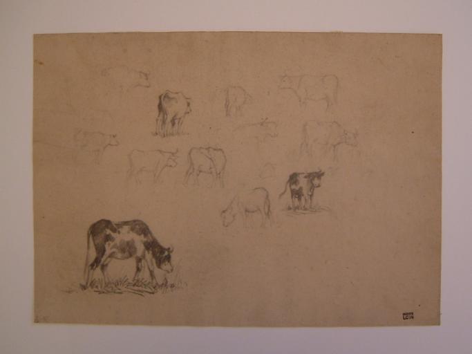 Etude de vaches (titre factice)