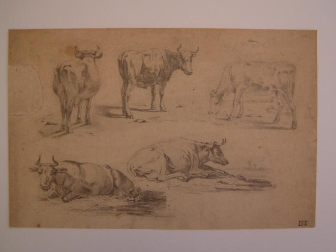Etude de cinq vaches