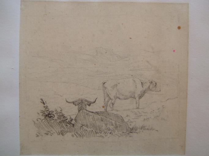 Etude de bovins