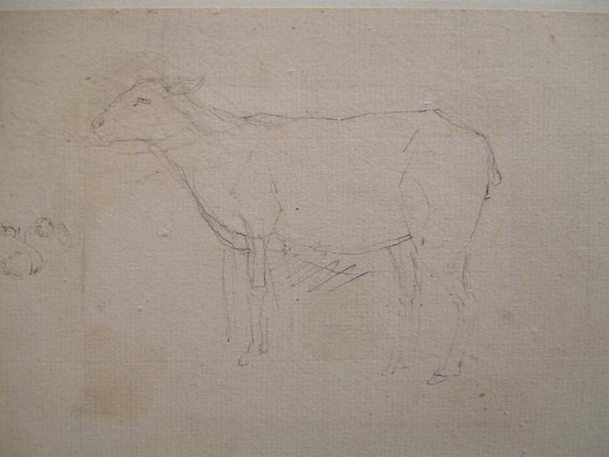 Etude animal
