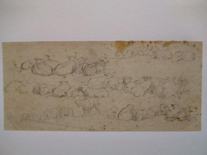 Etude de moutons