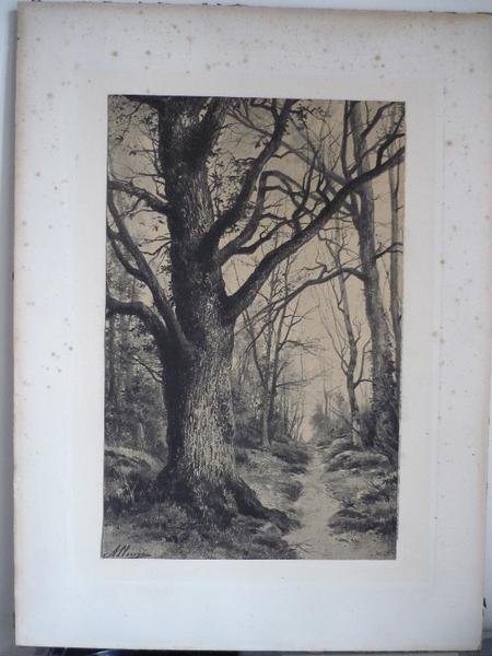 Arbre (titre factice)