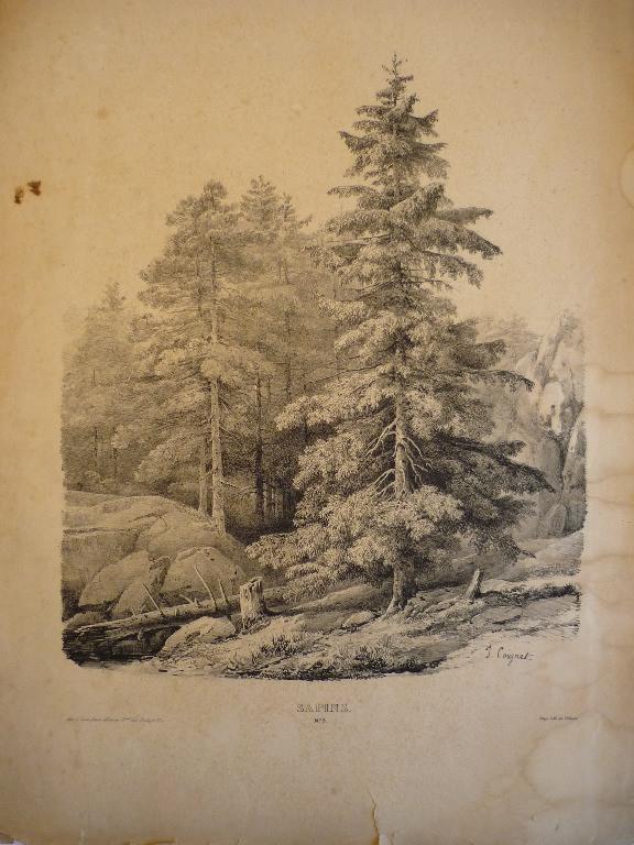 Planche pour modèle (Sapins n° 3)