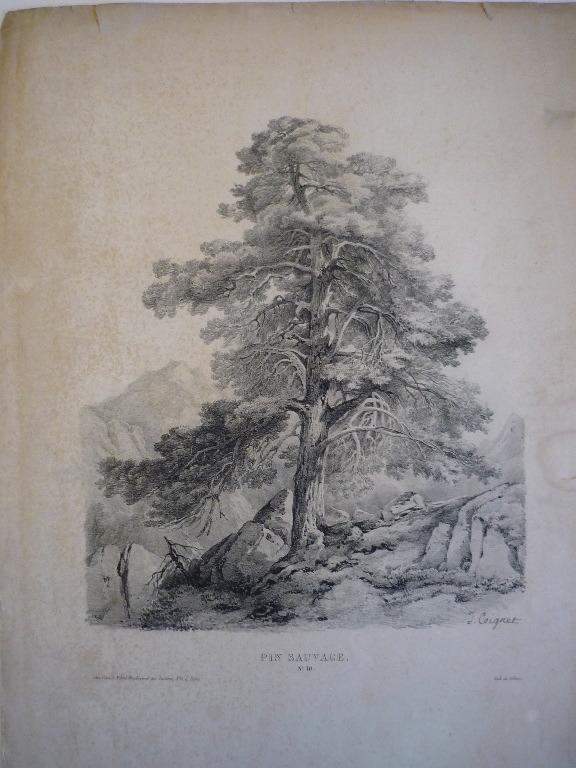 Planche pour modèle (Pin sauvage)