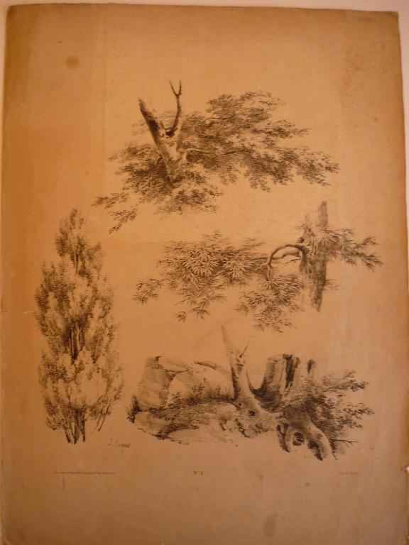 Planche pour modèle (Etude troncs d'arbres n° 1)