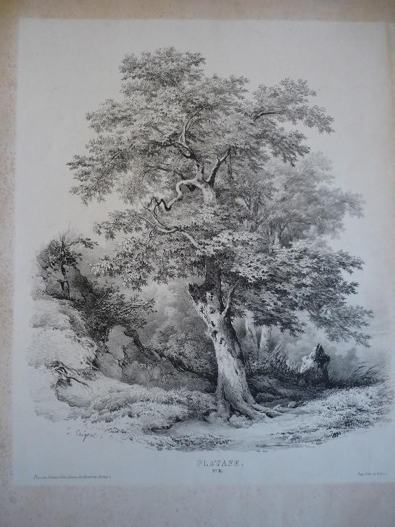 Planche pour modèle (Platane n° 12)