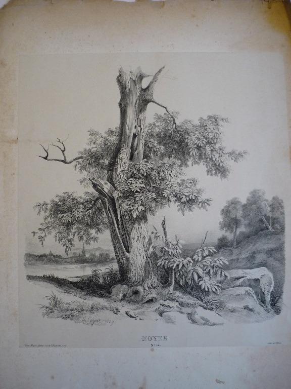 Planche pour modèle (Noyer n° 14)