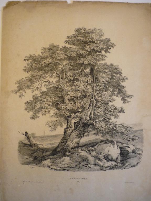 Planche pour modèle (Châtaignier n° 6)