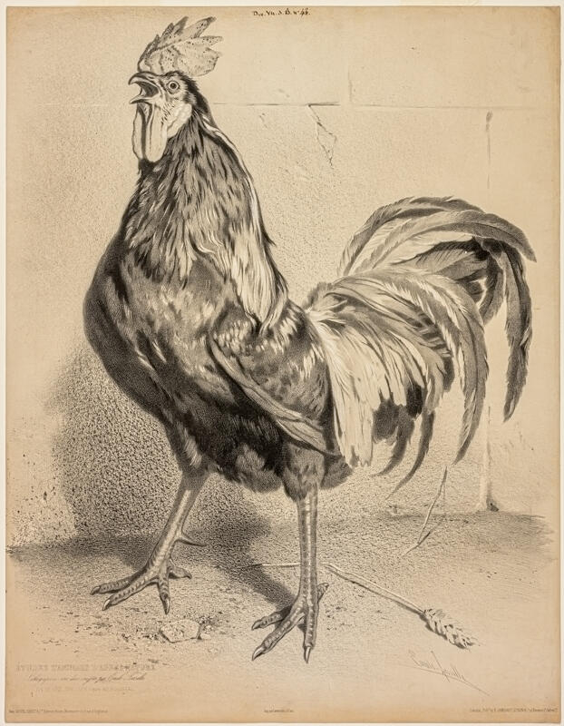 Etude de coq ; Etude d'animaux d'après nature