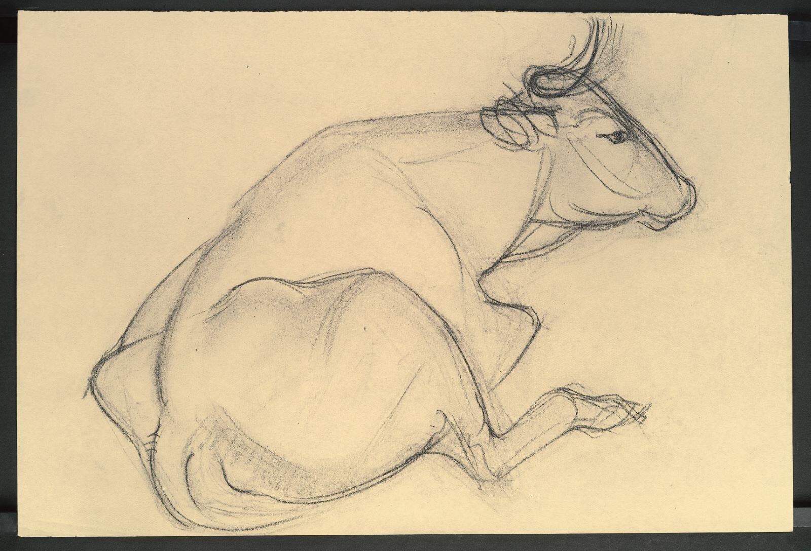 Etude de vache