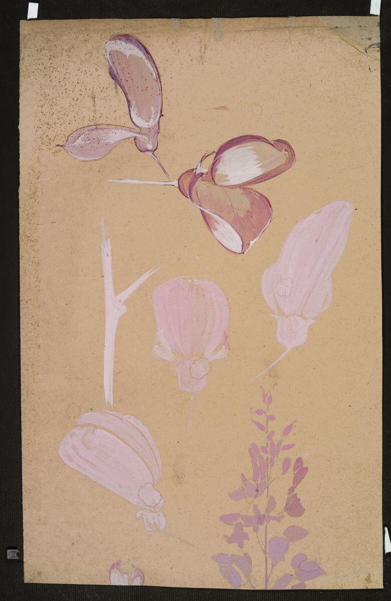 Etude florale (recto) ; Frise florale (verso)