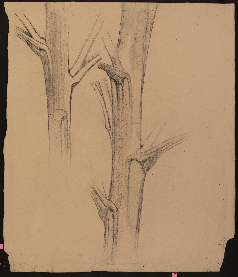 Etude de tige (recto) ; Elément de frise pour décor mural (verso)