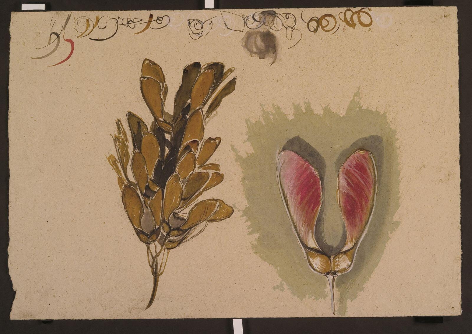 Etude de samare d'érable (recto) ; Etude de frise pour un décor mural (verso)