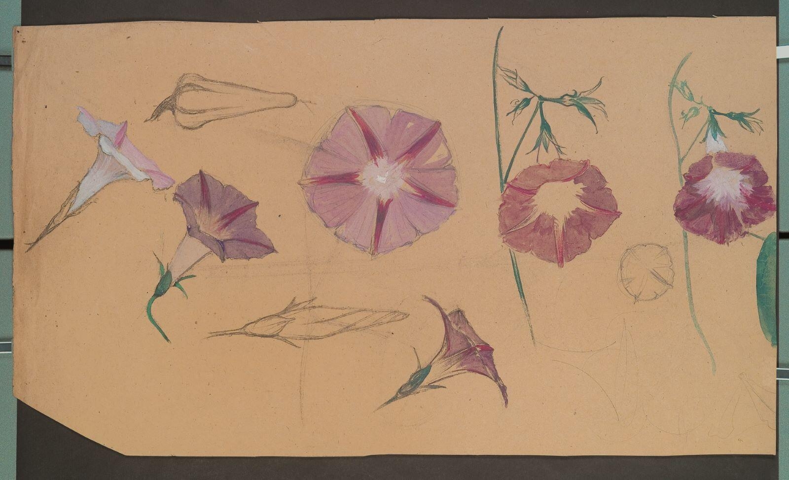 Etude de liserons (recto) ; Elément de frise de nénuphars (verso)