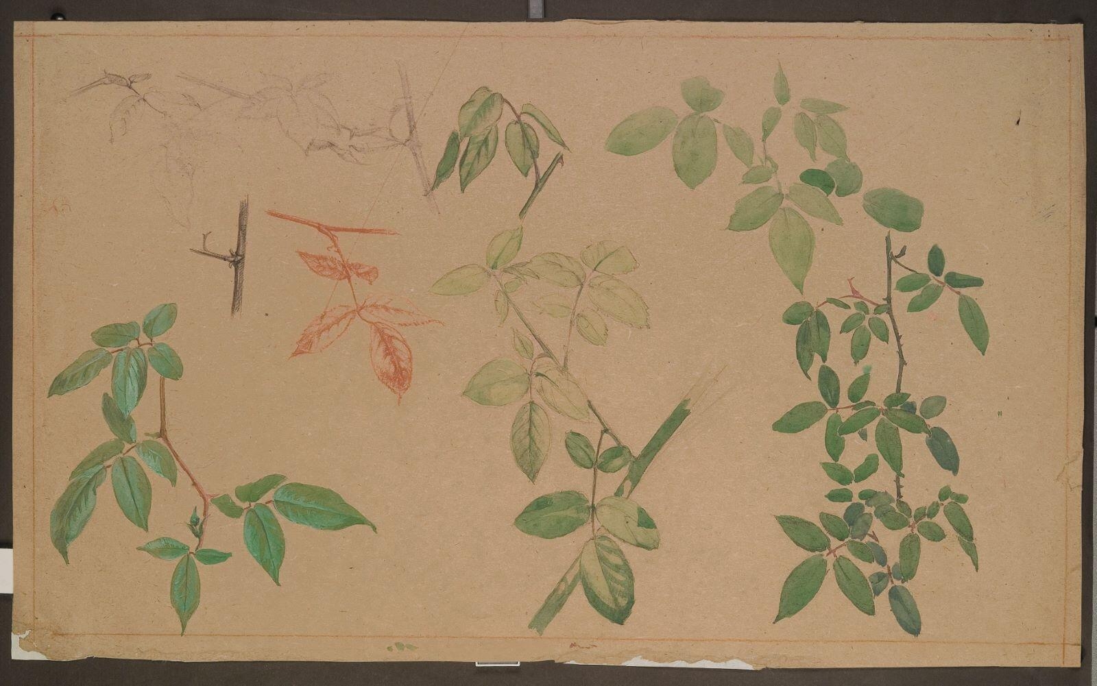 Etude de branches de rosiers