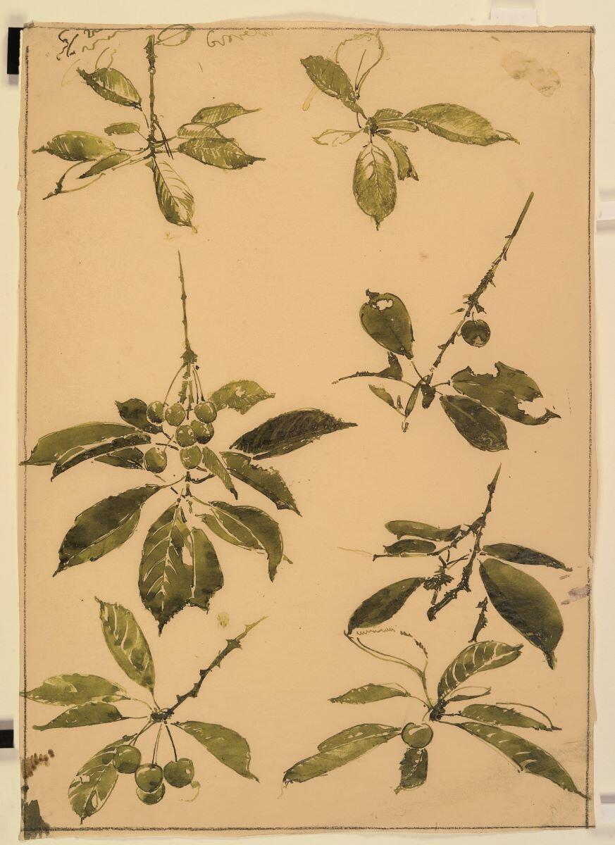 Etude de branches de cerisier