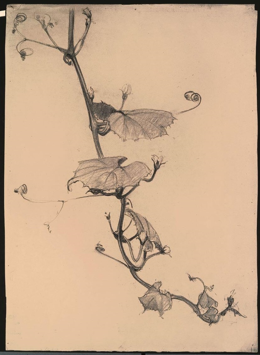 Branche de vigne sauvage