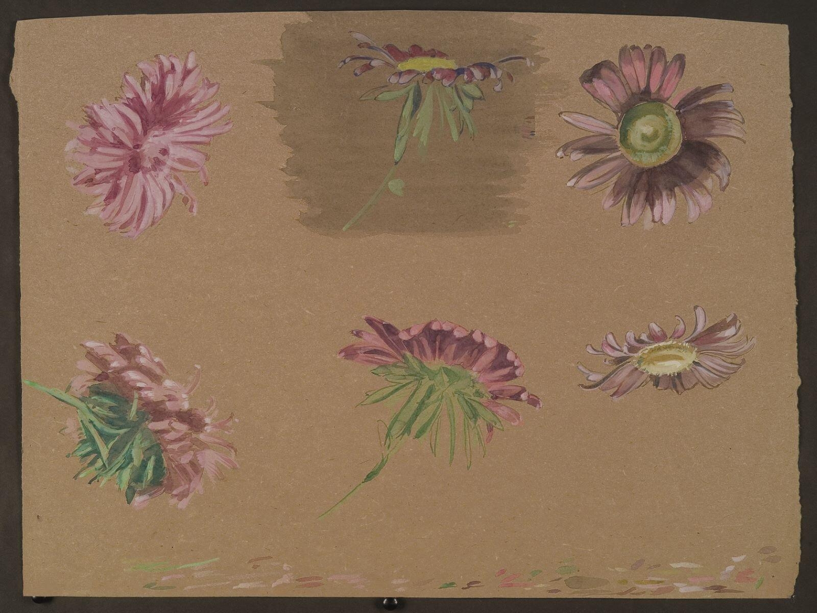 Etude de chrysanthèmes