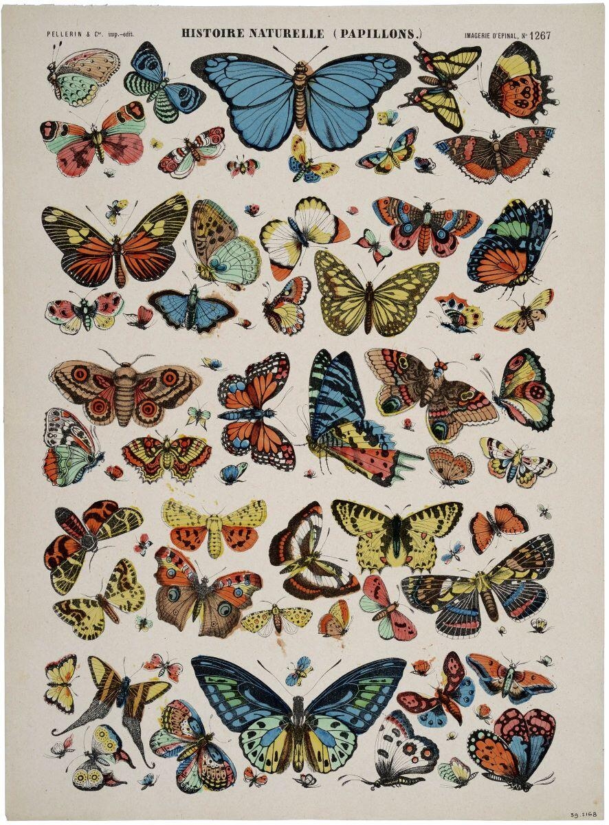 HISTOIRE NATURELLE (PAPILLONS.) (titre inscrit)