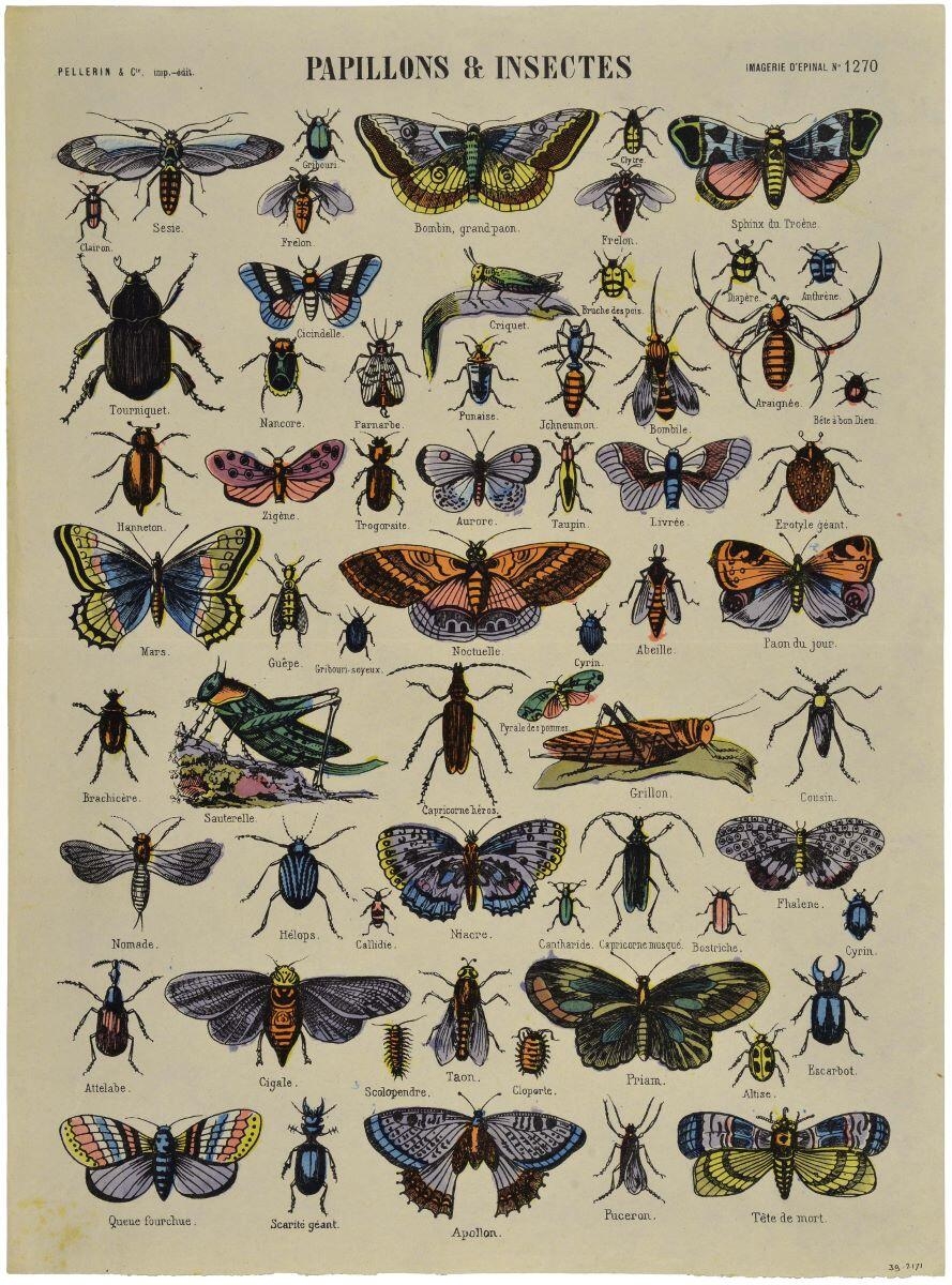 PAPILLONS & INSECTES (titre inscrit)