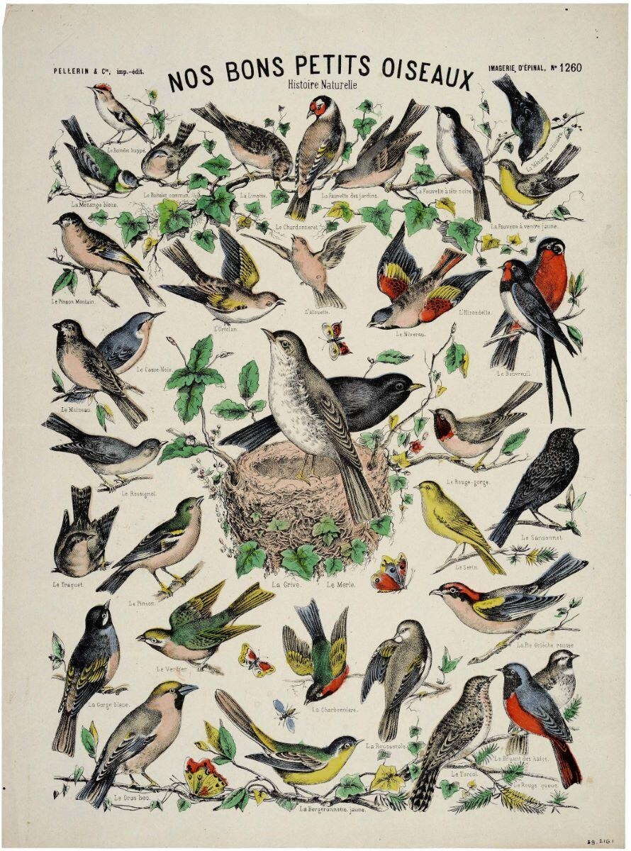 NOS BONS PETITS OISEAUX / Histoire Naturelle (titre inscrit)