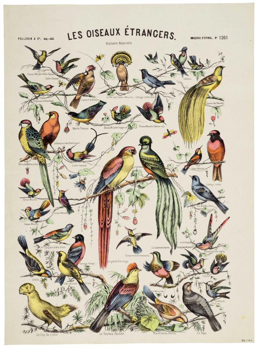 LES OISEAUX ÉTRANGERS. / Histoire Naturelle (titre inscrit)