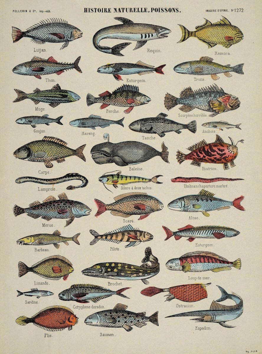 HISTOIRE NATURELLE, POISSONS. (titre inscrit)