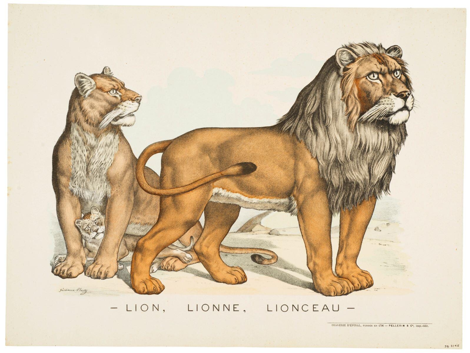 - LION, LIONNE, LIONCEAU - (titre inscrit)
