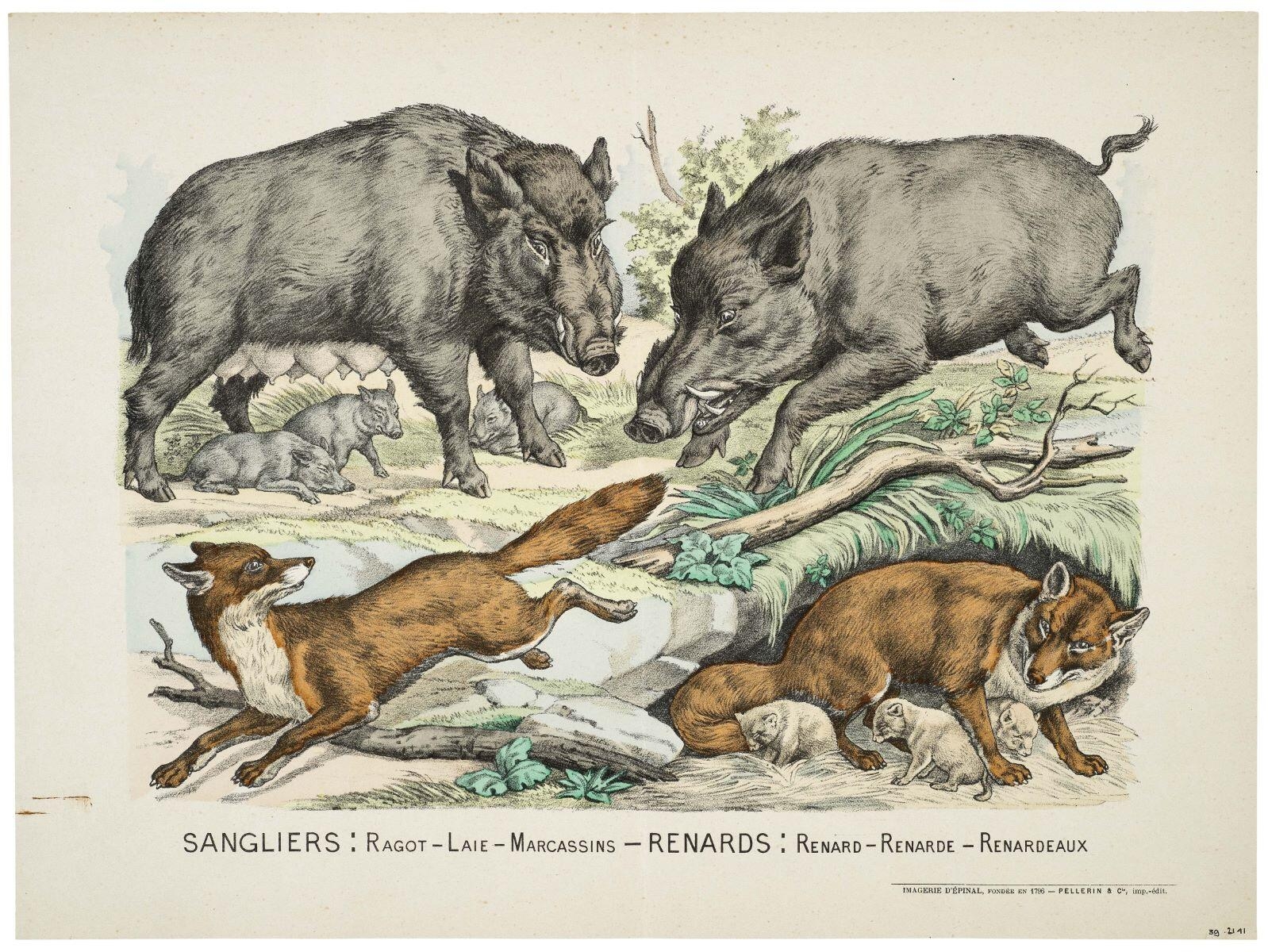 SANGLIERS : RAGOT - LAIE - MARCASSINS - RENARDS : RENARD - RENARDE - RENARDEAUX (titre inscrit)