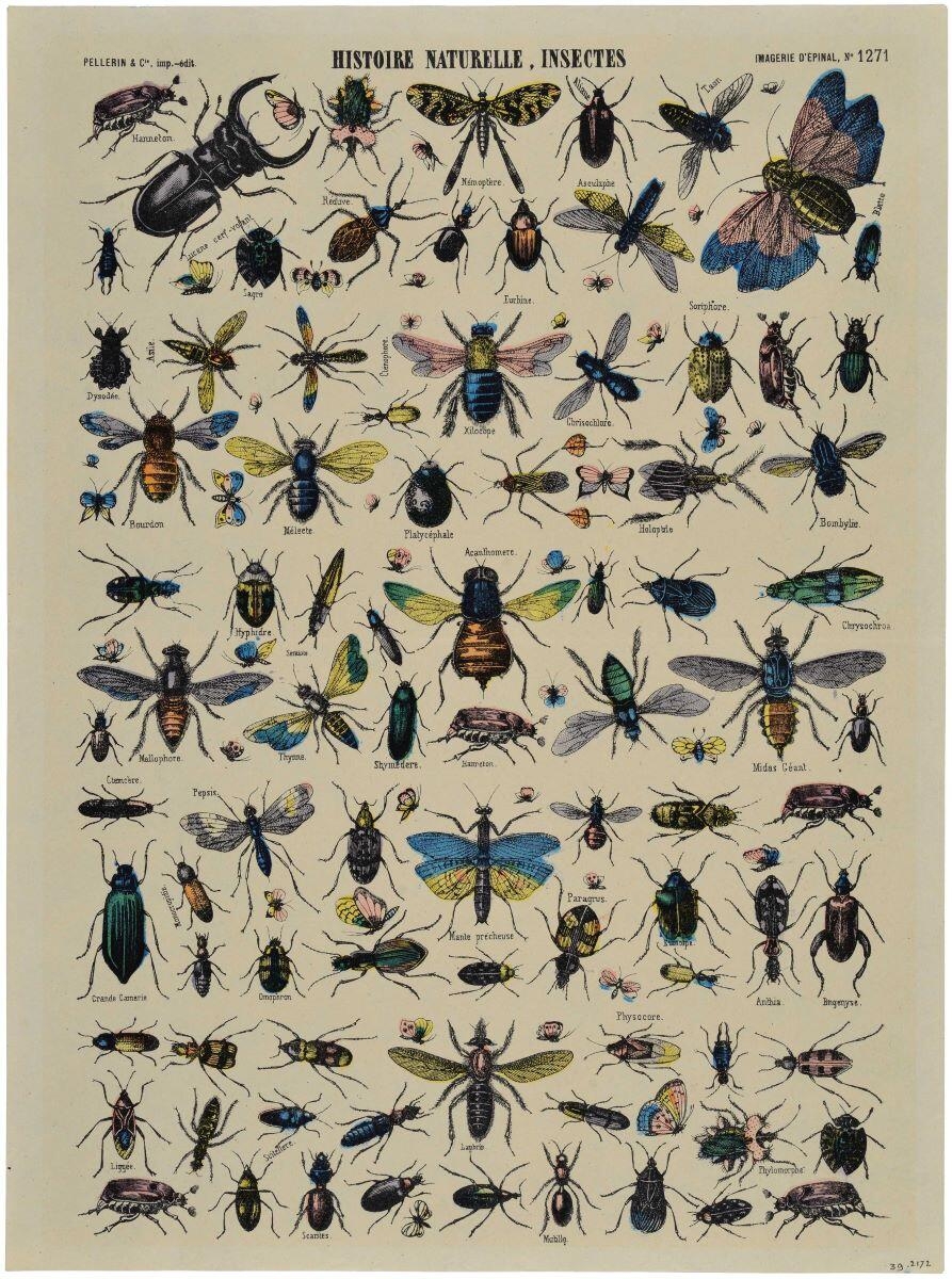 HISTOIRE NATURELLE. INSECTES (titre inscrit)