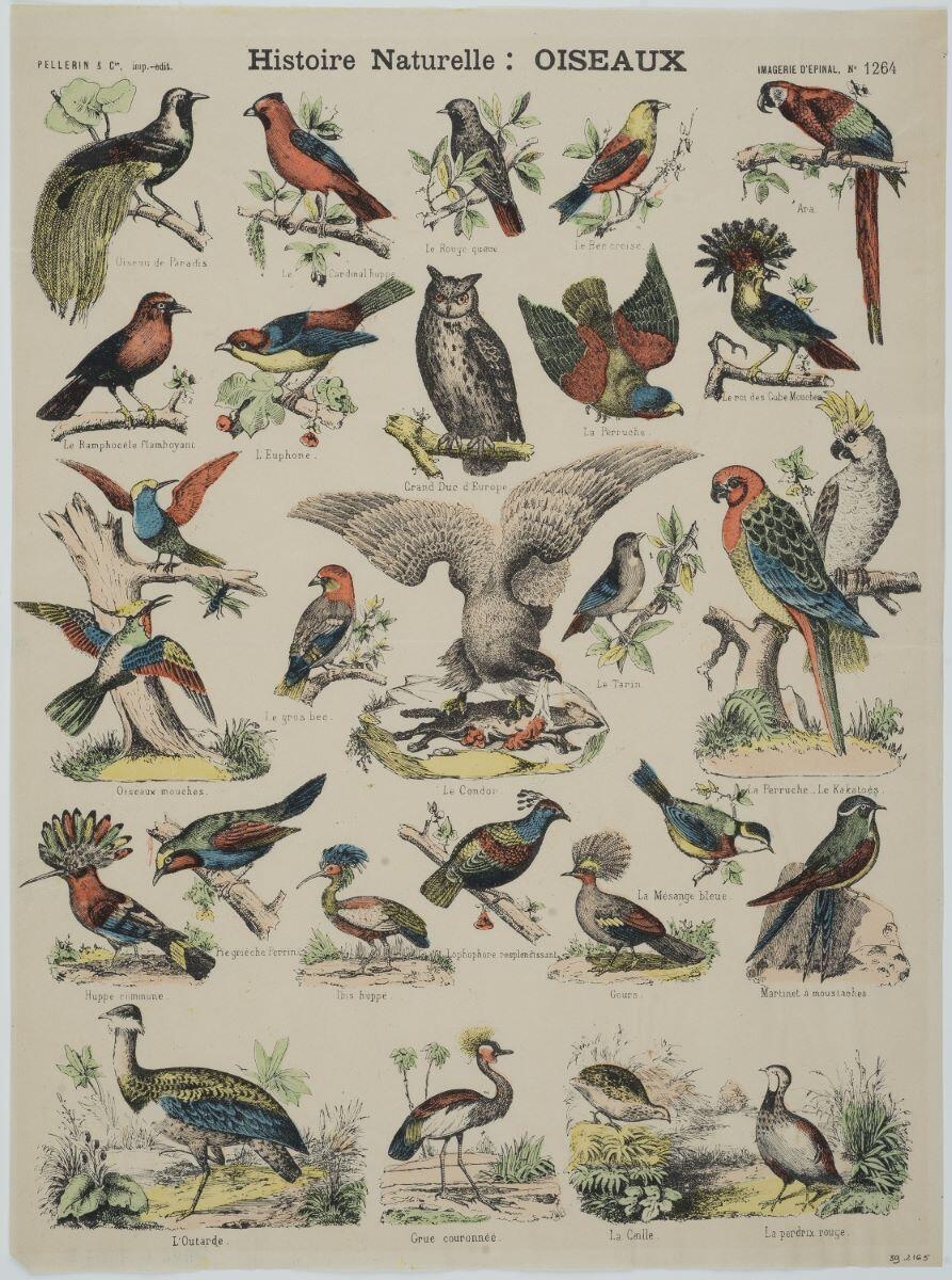 Histoire Naturelle : OISEAUX (titre inscrit)