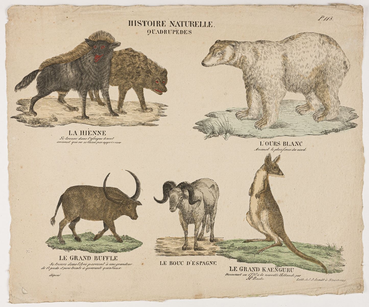 HISTOIRE NATURELLE. / QUADRUPÈDES P. 118. (titre inscrit)