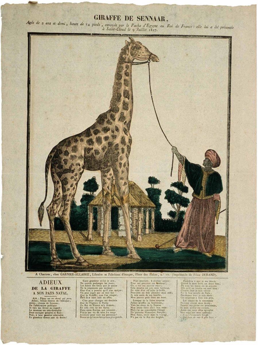GIRAFFE DE SENNAAR, (titre inscrit)