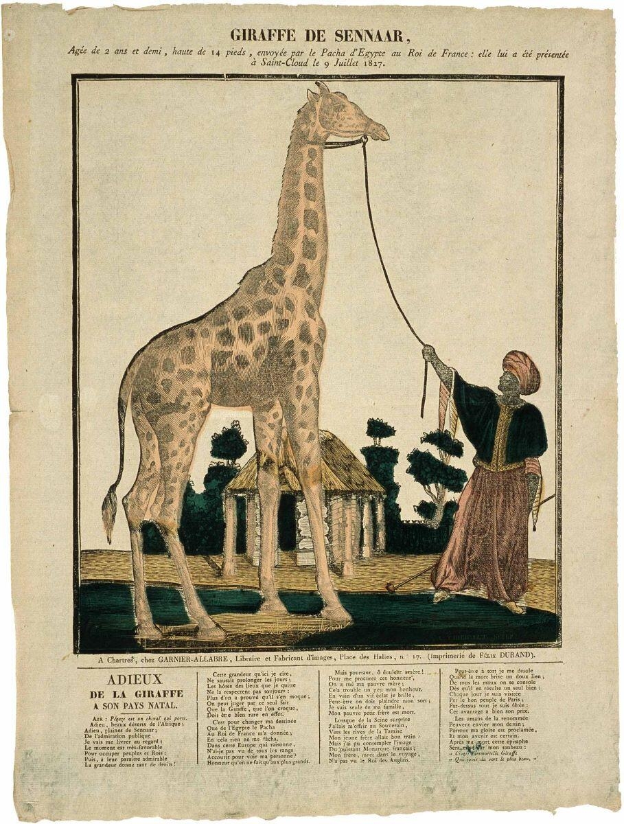 GIRAFFE DE SENNAAR, (titre inscrit)