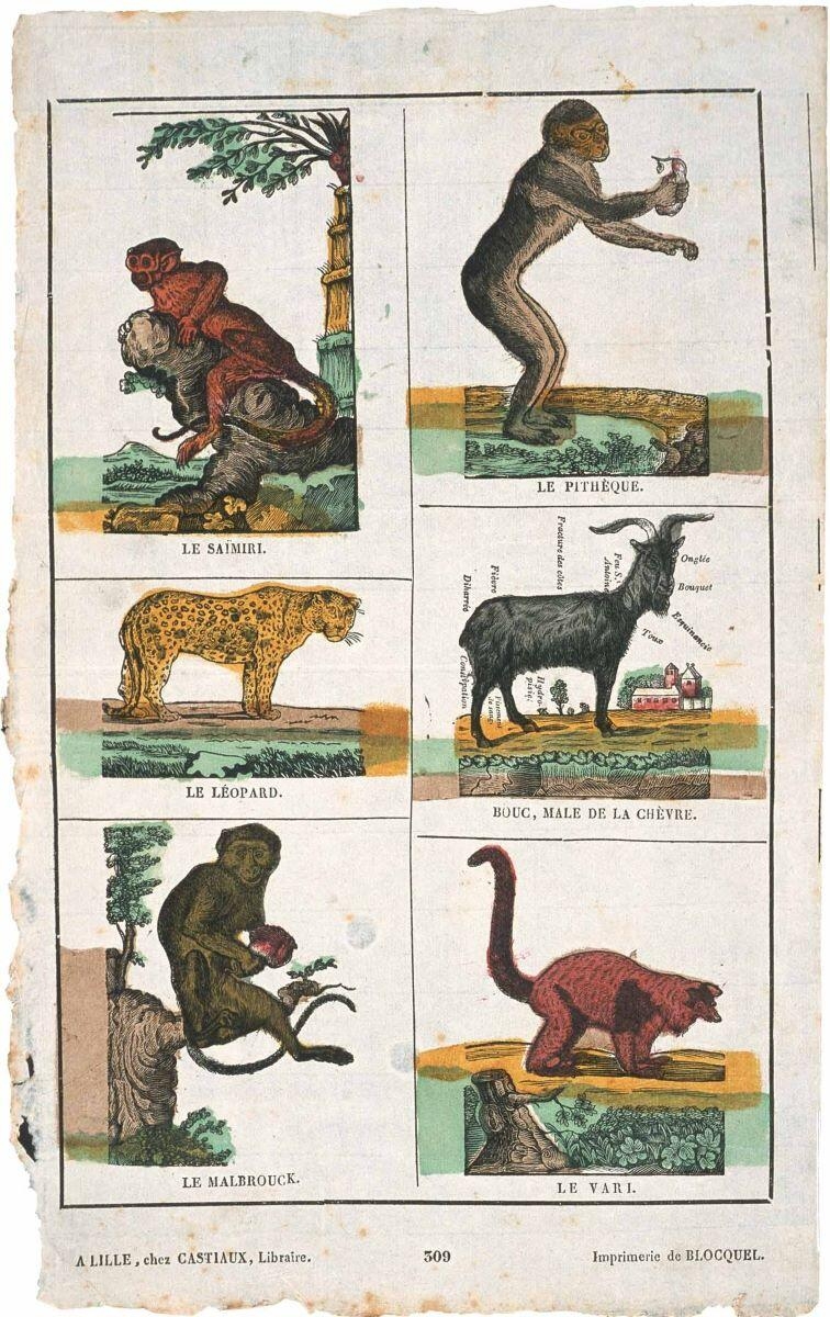 planche d’animaux (titre factice) 309 (titre inscrit)