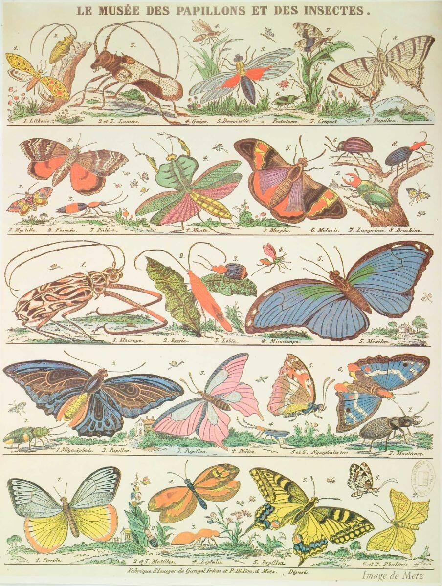 LE MUSÉE DES PAPILLONS ET DES INSECTES. (titre inscrit)