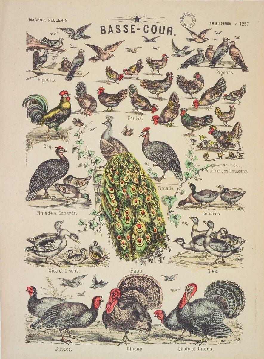 BASSE-COUR. (titre inscrit)