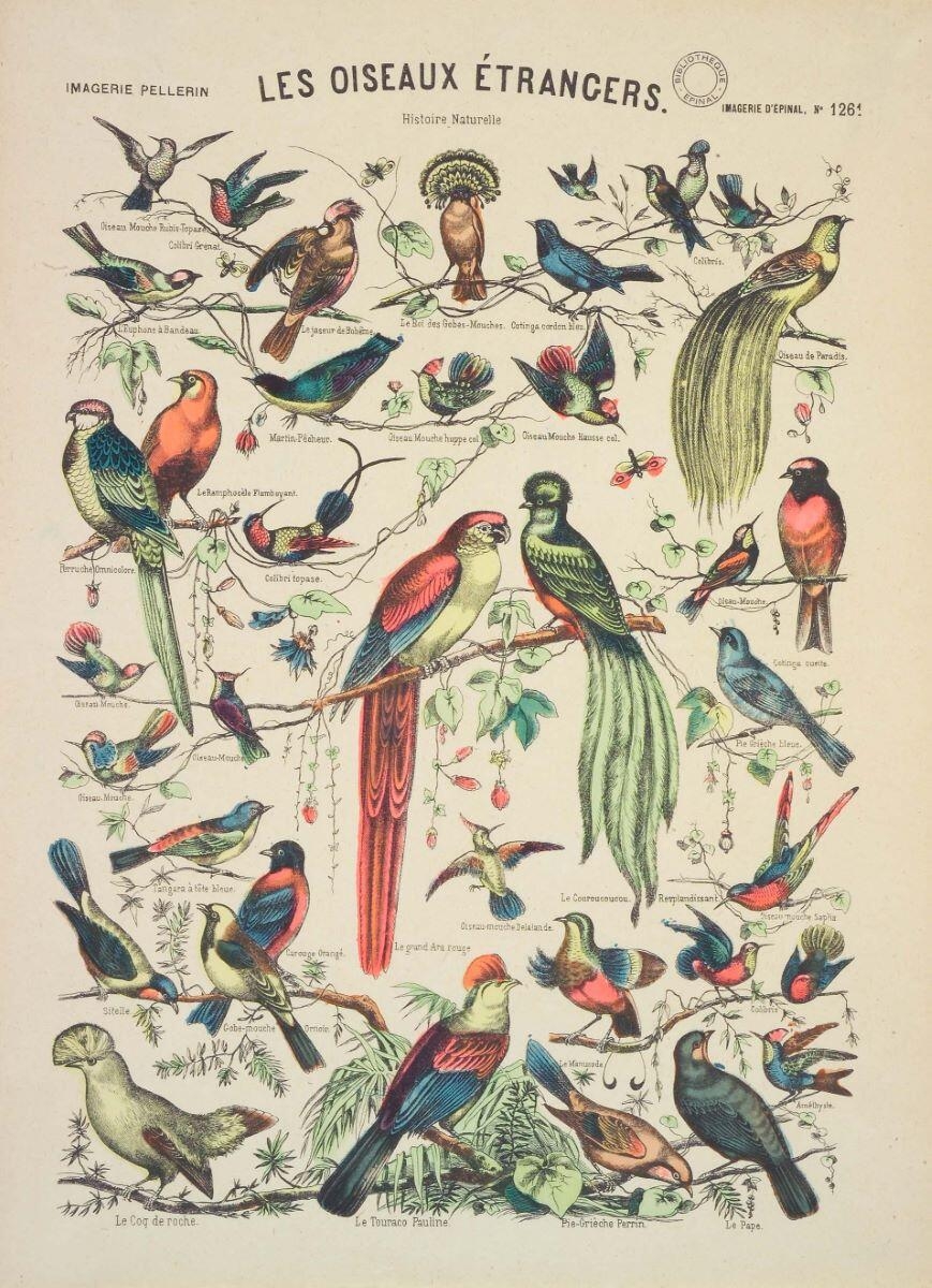 LES OISEAUX ÉTRANGERS. / Histoire Naturelle (titre inscrit)