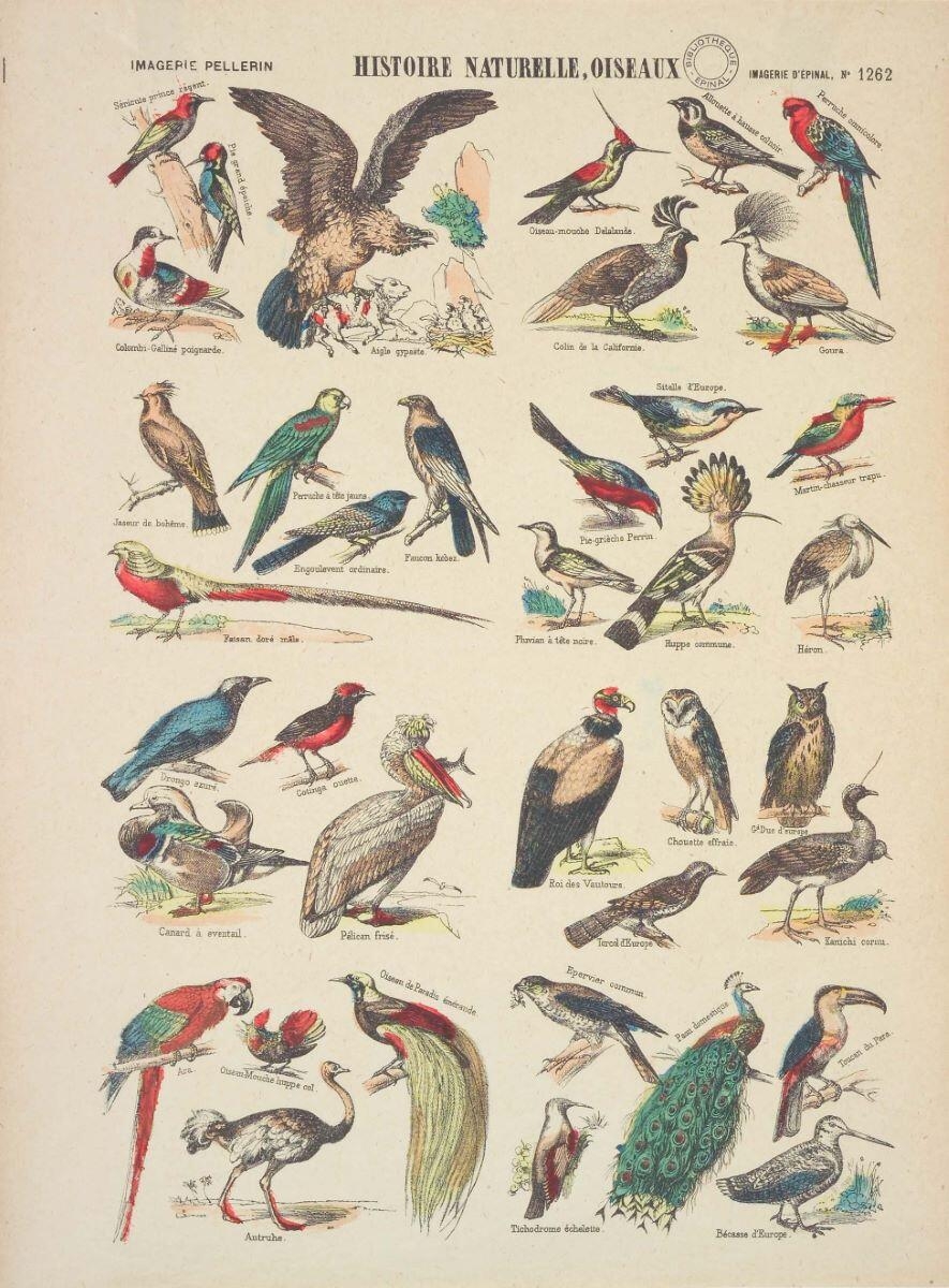 HISTOIRE NATURELLE, OISEAUX (titre inscrit)