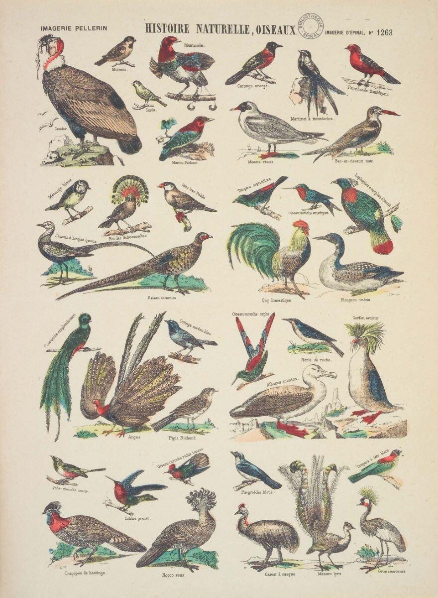 HISTOIRE NATURELLE, OISEAUX (titre inscrit)
