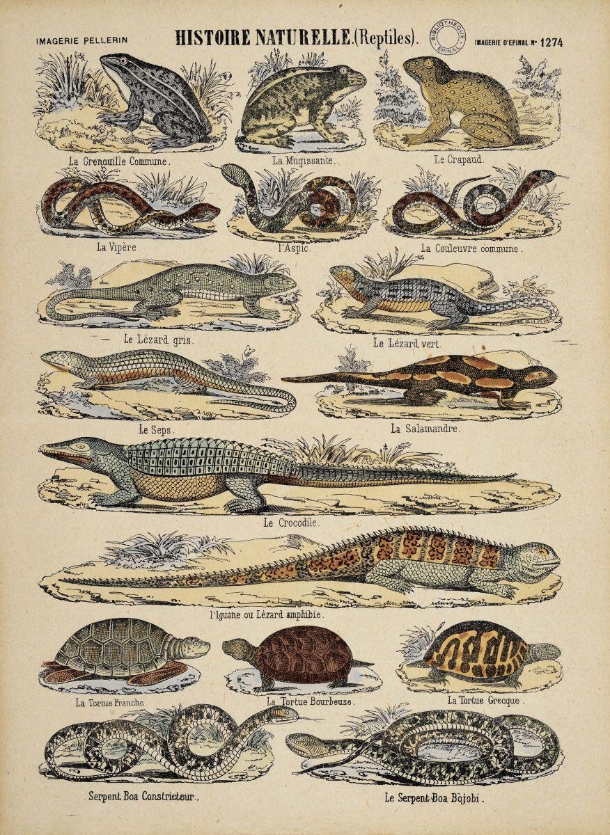HISTOIRE NATURELLE.(REPTILES). (titre inscrit)