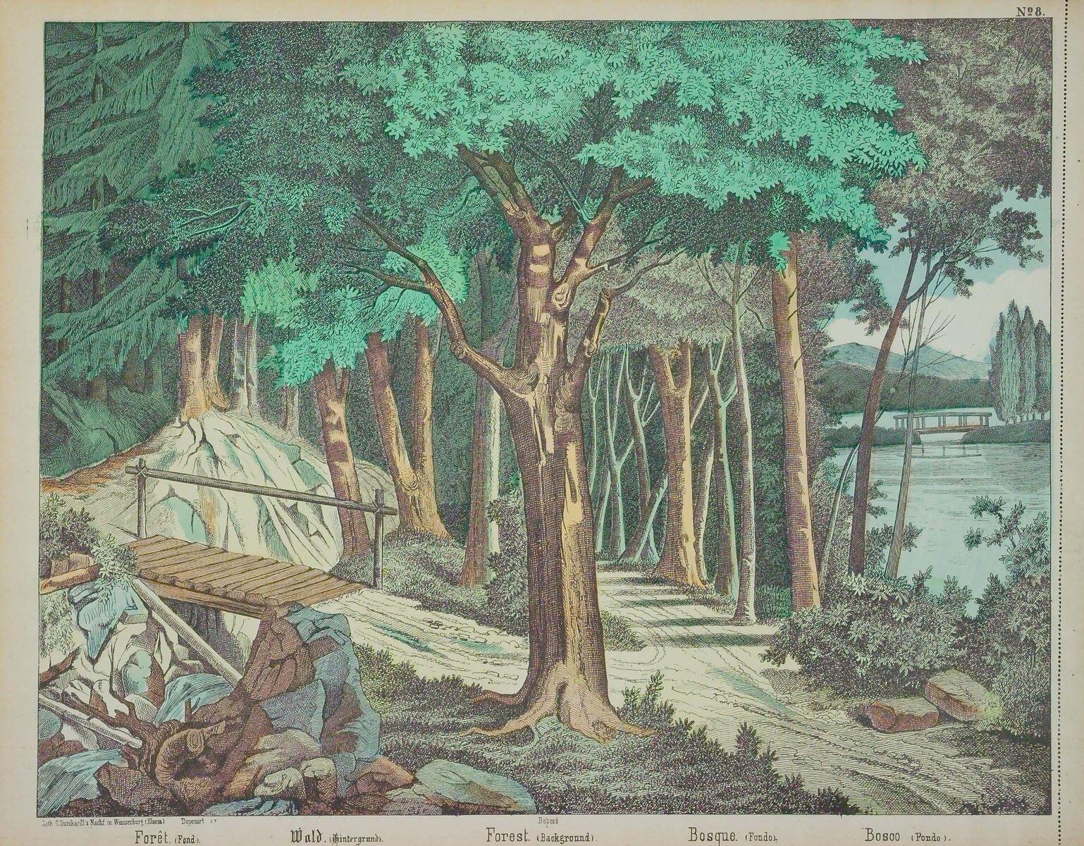 Forêt (Fond). N° 8. (titre inscrit, fr., all., angl., esp., it.)