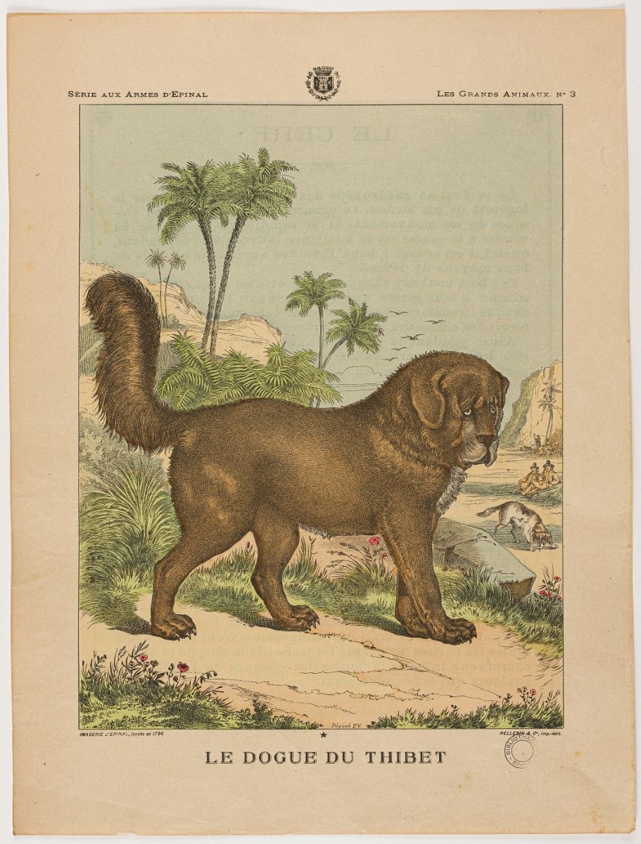 LE DOGUE DU TIBET (titre inscrit)